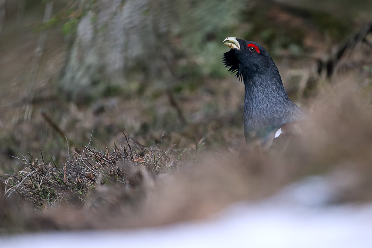 gallo_cedrone_248.jpg