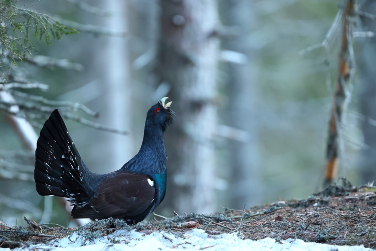 gallo_cedrone_248b.jpg
