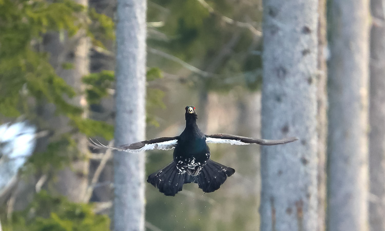 gallo_cedrone_248e.jpg
