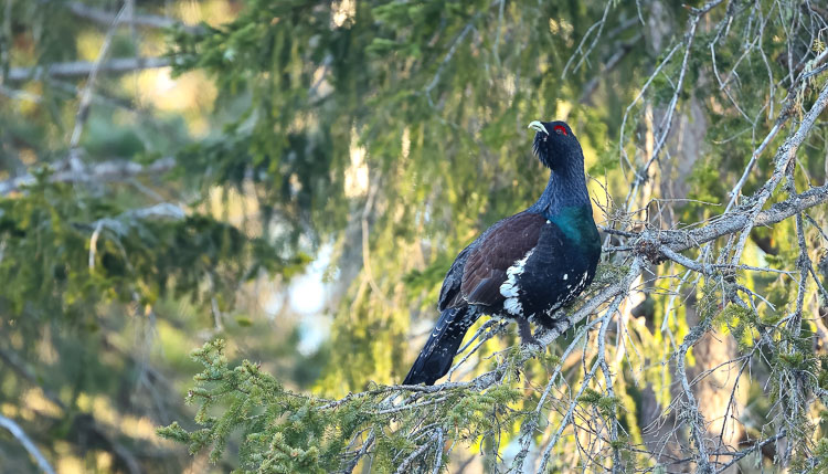 gallo_cedrone_248f.jpg