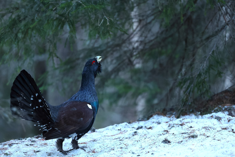 gallo_cedrone_248h.jpg