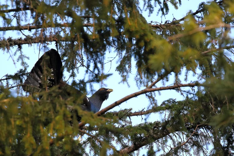 gallo_cedrone_249.jpg