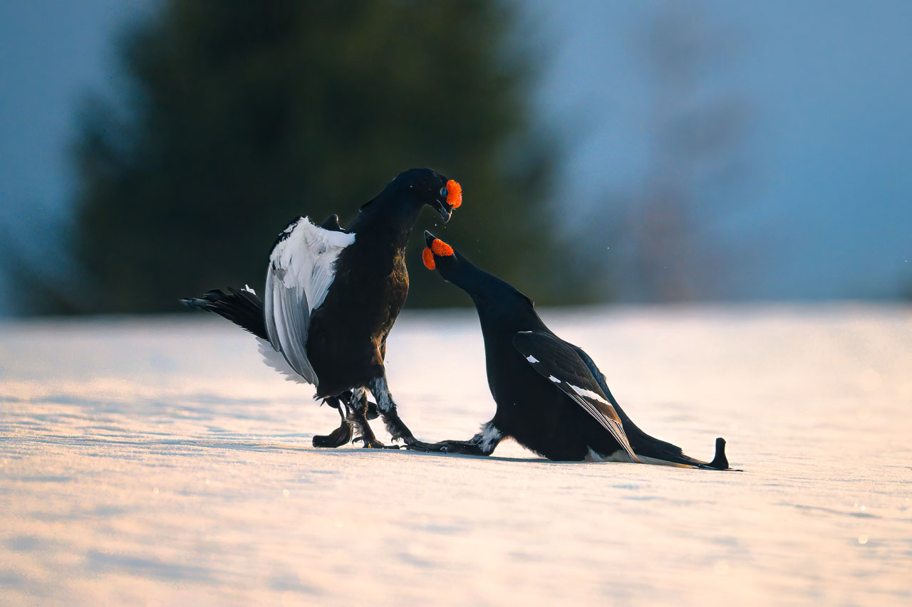 gallo_forcello_010b.jpg
