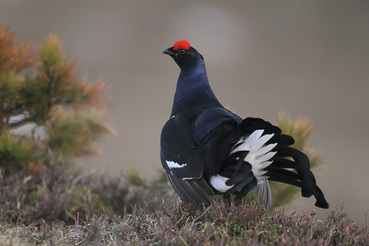 gallo_forcello_011.jpg