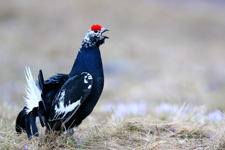 gallo_forcello_011a.jpg