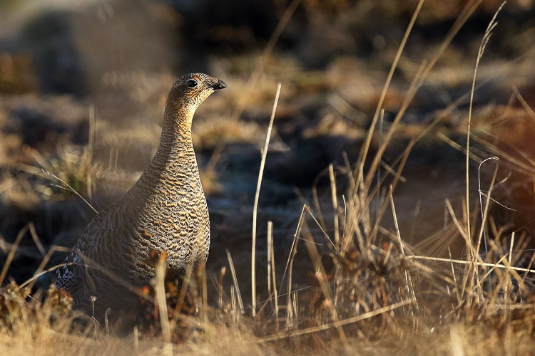 gallo_forcello_012b.jpg