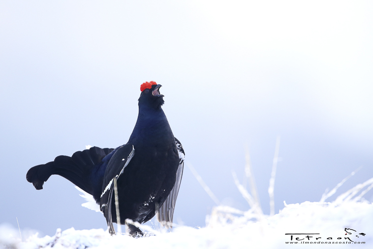 gallo_forcello_013.jpg
