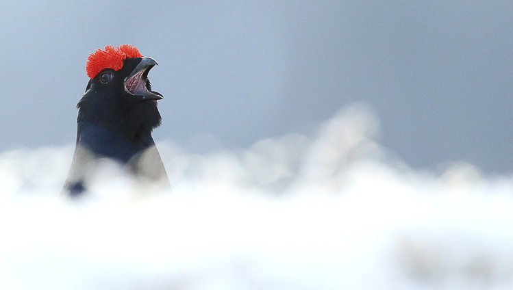 gallo_forcello_014.jpg