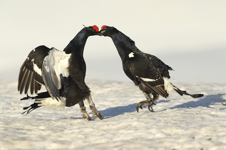 gallo_forcello_016.jpg