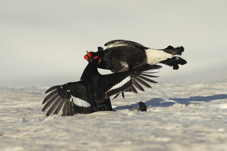 gallo_forcello_017.jpg