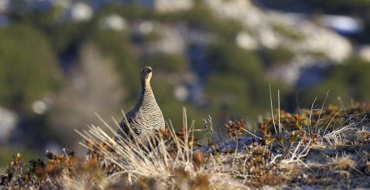 gallo_forcello_018b.jpg