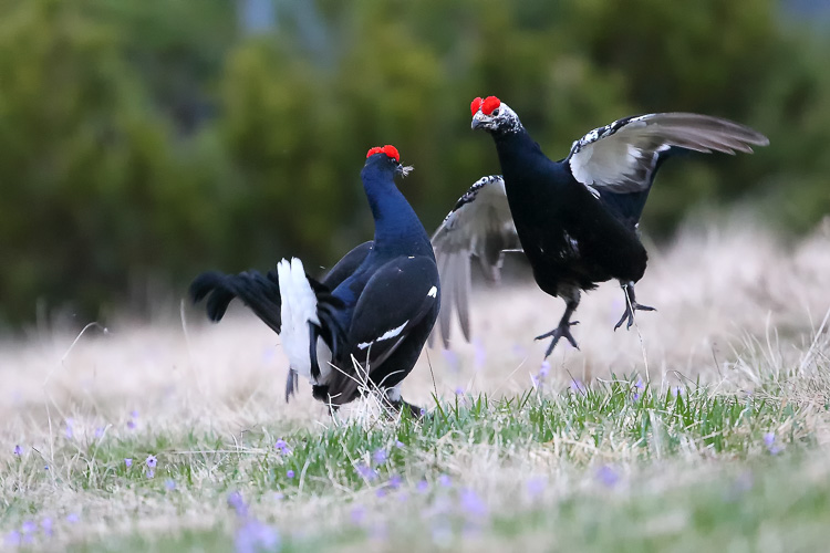 gallo_forcello_019m.jpg
