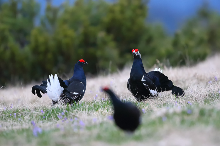 gallo_forcello_019n.jpg