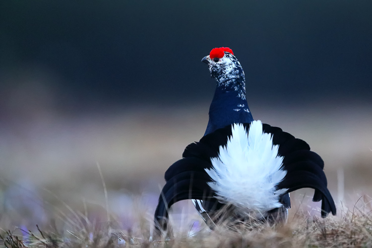 gallo_forcello_019o.jpg