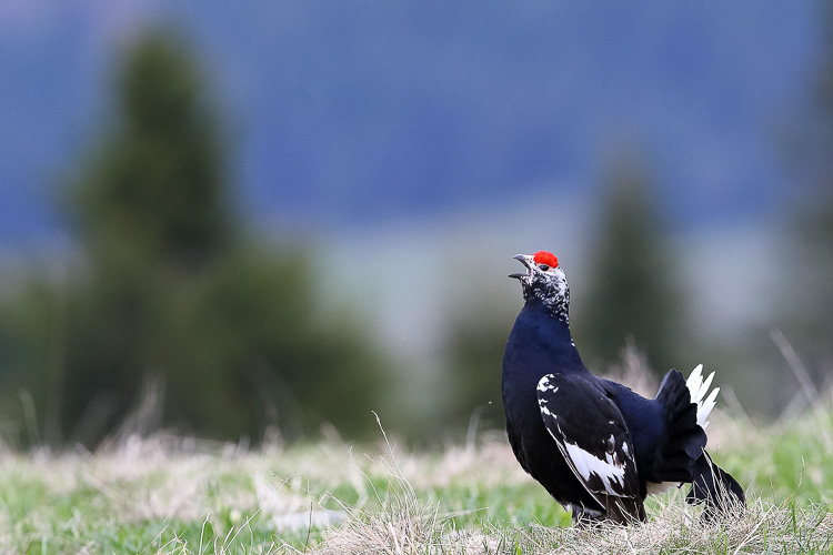 gallo_forcello_019q.jpg