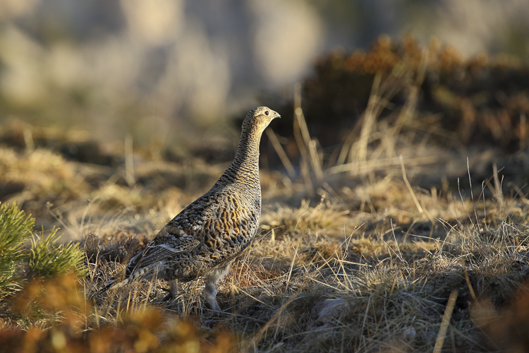 gallo_forcello_025.jpg