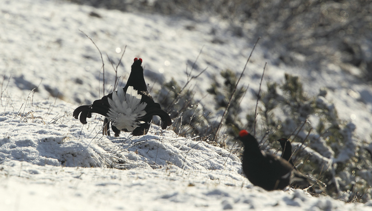 gallo_forcello_029.jpg