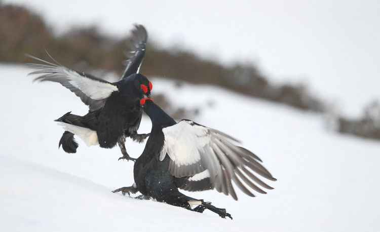 gallo_forcello_031.jpg