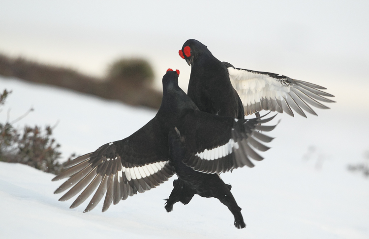 gallo_forcello_032.jpg