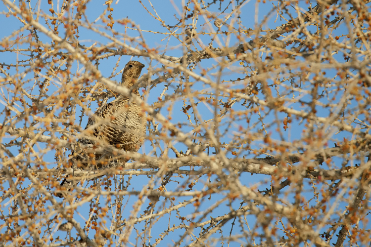 gallo_forcello_035_000_001.jpg