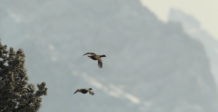 gallo_forcello_035_001.jpg