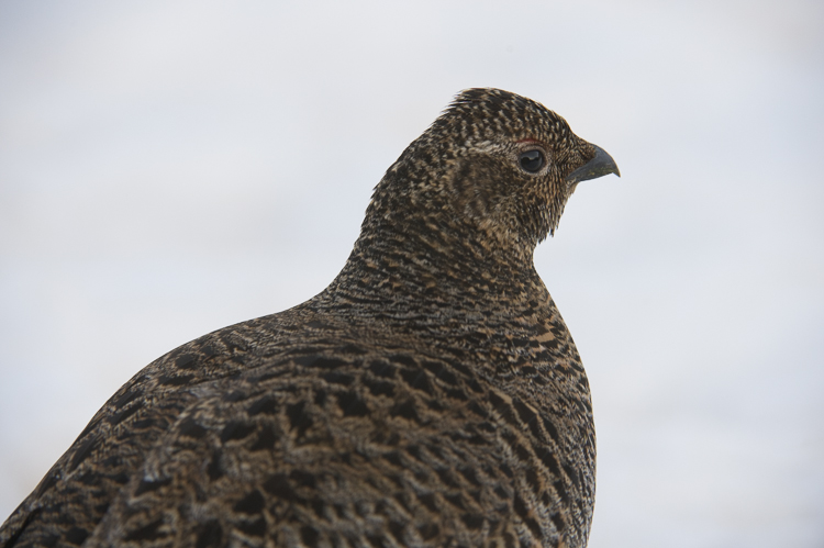 gallo_forcello_035_002.jpg
