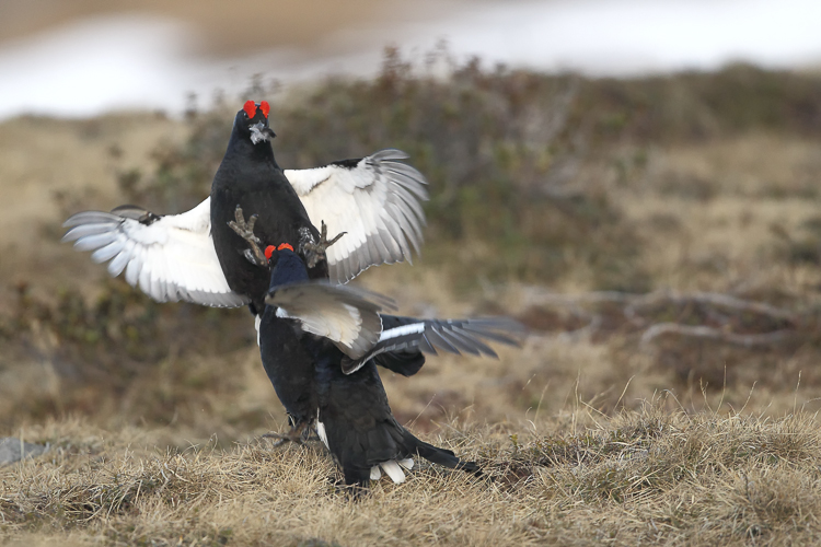 gallo_forcello_038.jpg