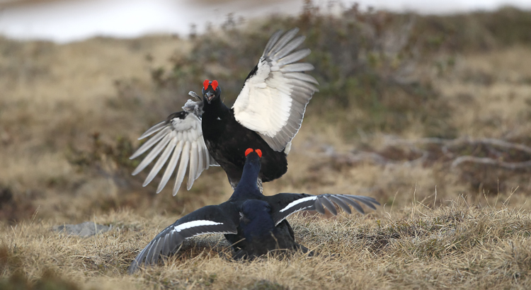gallo_forcello_039.jpg