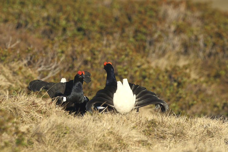 gallo_forcello_040.jpg