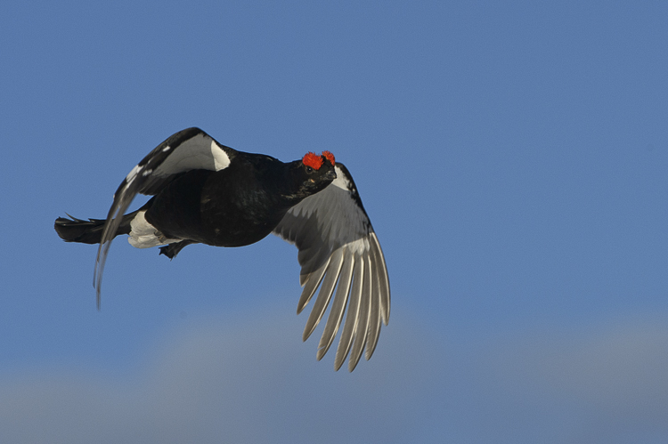 gallo_forcello_045.jpg