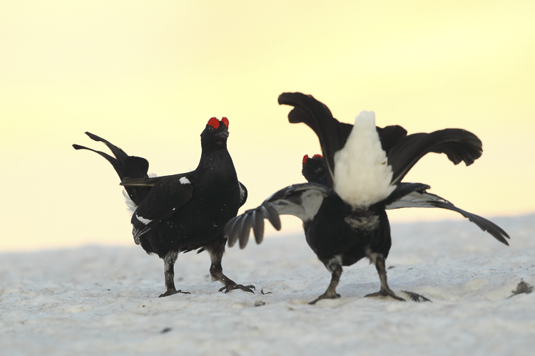 gallo_forcello_051.jpg
