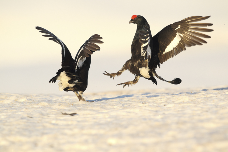 gallo_forcello_053.jpg