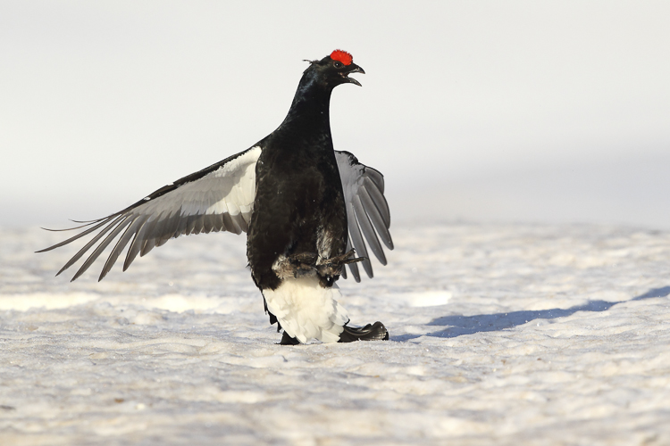 gallo_forcello_055.jpg