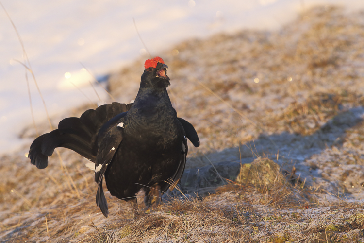 gallo_forcello_059.jpg