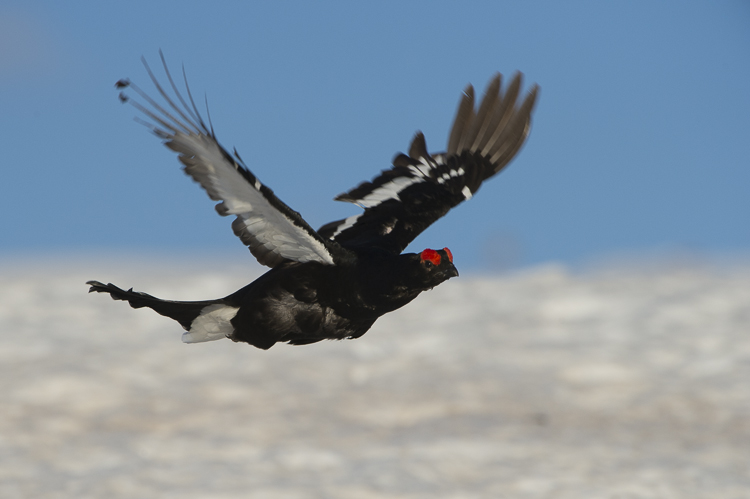 gallo_forcello_061.jpg
