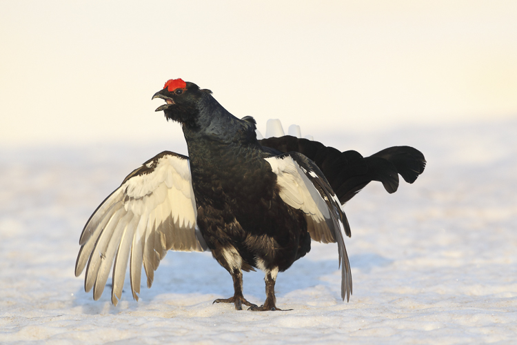 gallo_forcello_066.jpg