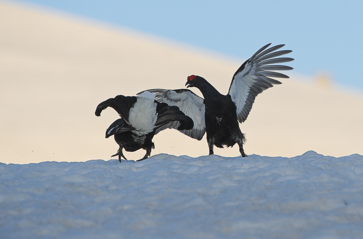 gallo_forcello_073.jpg