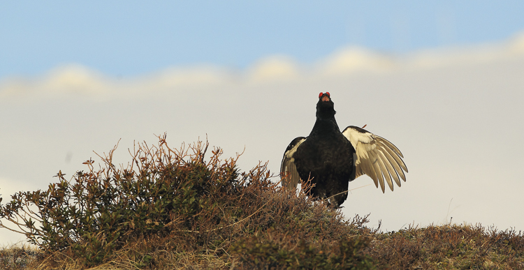 gallo_forcello_076.jpg
