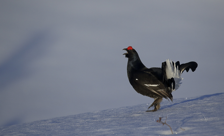 gallo_forcello_077.jpg
