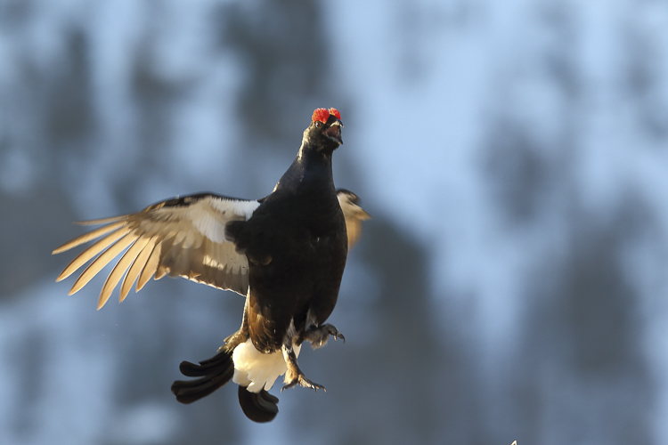 gallo_forcello_079.jpg