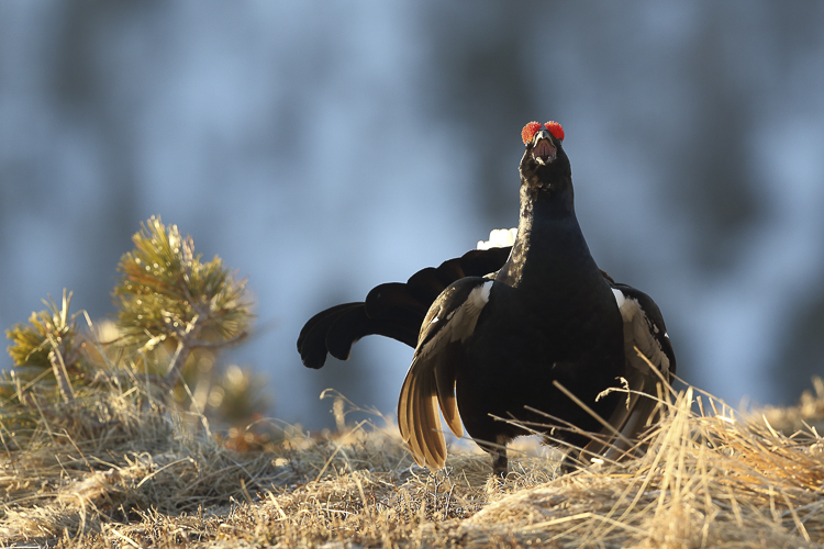 gallo_forcello_080.jpg