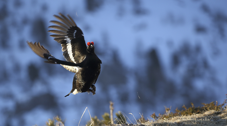 gallo_forcello_081.jpg