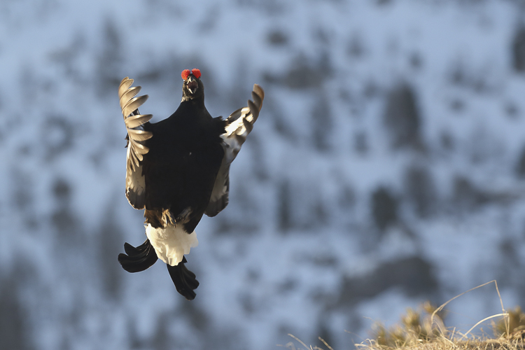 gallo_forcello_082.jpg