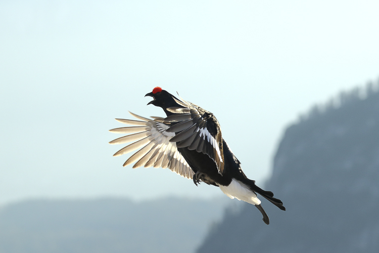 gallo_forcello_083.jpg