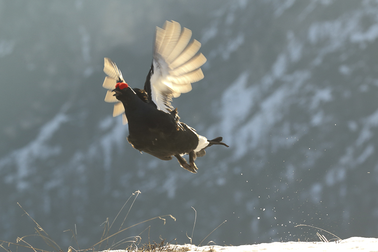 gallo_forcello_084.jpg