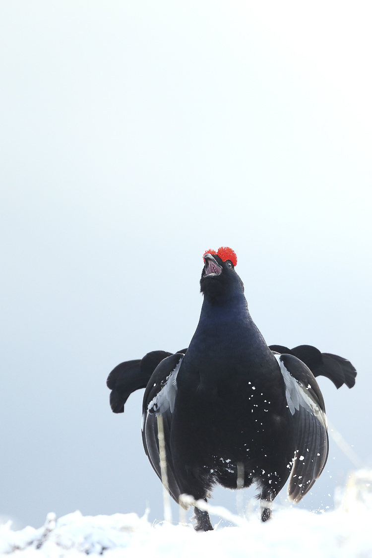 gallo_forcello_090.jpg
