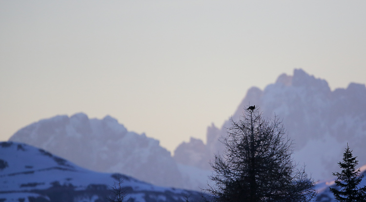 gallo_forcello_095.jpg