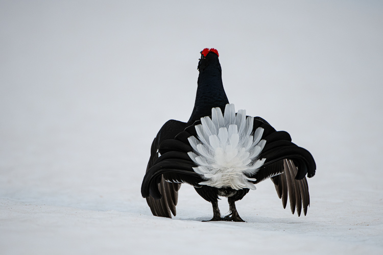 gallo_forcello_112.jpg