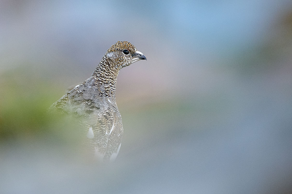pernice_bianca_028b.jpg