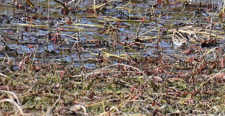croccolone_061.jpg
